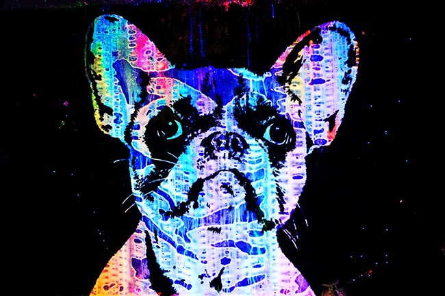 Artwork showing a Bulldog Face under UV Light